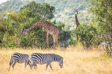 Two giraffes and two zebras in the Masai Mara. Kenya