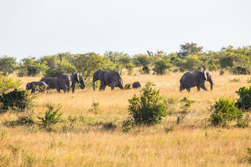 Fototapeta premium A family of elephants on a peak in the Masai Mara. Kenya