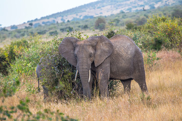 Obraz premium A pair of elephants cleaning on a branches in the Masai Mara. Kenya