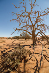 Kahler, trockener Kameldornbaum mit Schatten im Sossusvlei in der Wüste Namib in Namibia mit...