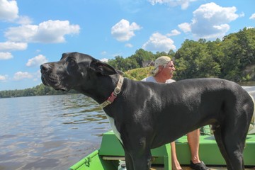Active senior man enjoying a beautiful day on the Mattaponi River with his Great Dane dog on a green fishing boat