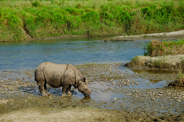 Fototapeta premium Rhinoceros - Chitwan National Park