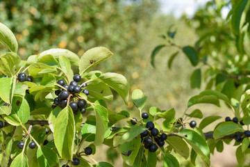 Wild black berry fruit growing outside naturally on a bush in the countryside