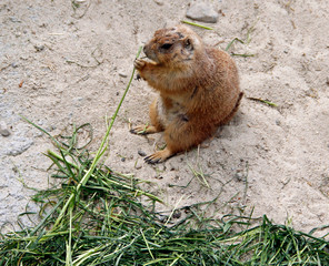 Schwarzschwanz Präriehund sitzt auf einem Stein Cynomys ludovianus