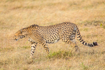 A cheetah about to run in the Masai Mara. Kenya