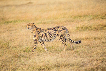 A cheetah walking in the Masai Mara. Kenya