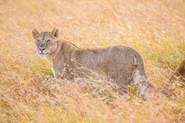 A wolf among the branches looking at the camera in the Masai Mara. Kenya