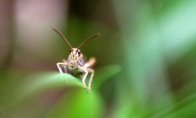 Grasshopper