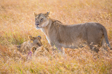 A lioness among the branches and eating the children in the Masai Mara. Kenya