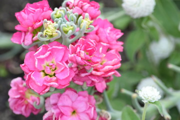 flowers brooklyn botanical garden