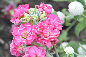 flowers brooklyn botanical garden