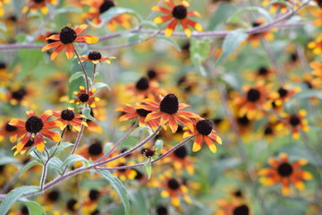 flowers brooklyn botanical garden