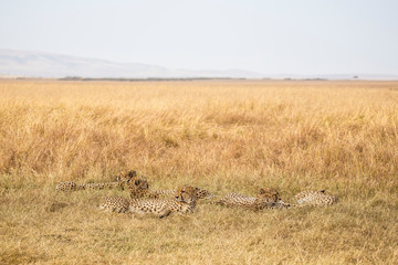 The family of cheetahs called the five musketeers sleeping on the ground in the Masai Mara. Kenya