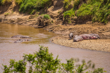 Naklejka na ściany i meble We hippopotamus sleeping roses winged from the river in the Masai Mara. Kenya
