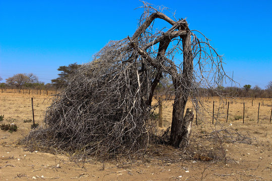 dry tree in the  fild