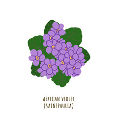 African violet tropical flower