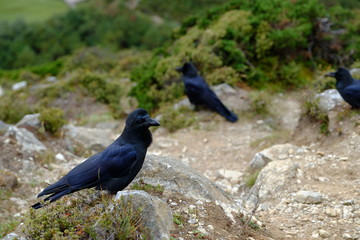 Ravens