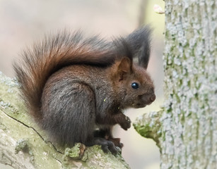 Junges Eichhörnchen im Baum