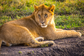 A young Leon in the Masai Mara. Kenya