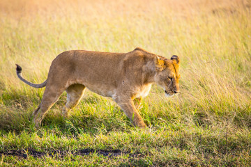 A lioness walking in the Masai Mara. Kenya