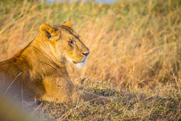 A lioness looking to the right in the Masai Mara. Kenya