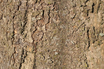 bark of a tree