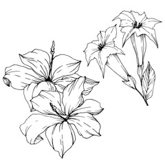 Vector Tropical flowers and leaves isolated. Black and white engraved ink art. Isolated plant illustration element.