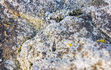 The natural stone with wild grasses in sharp view on the surface and blur places somewhere