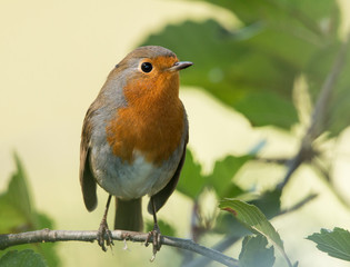 robin on a branch