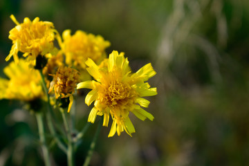 Flowers in the forest at sunset