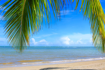 Fototapeta na wymiar Palm tree branch and Caribbean sea . Travel background.