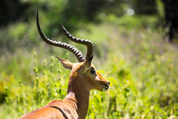 An antelope in the Nakuru National Park. Kenya