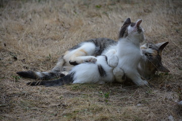 Chatte et son chaton - Moments de tendresse et de partage affectif