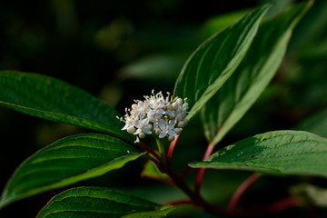 Flowers in the forest at sunset