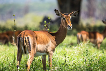 Naklejka na ściany i meble A deer in the Nakuru National Park. Kenya
