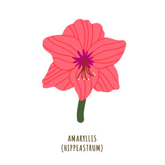 Amaryllis tropical flower