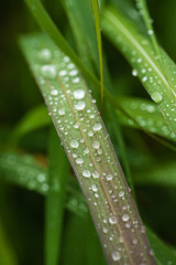 rain drops on the grass