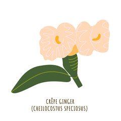 Crepe ginger tropical flower