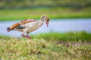 A local duck in the Nakuru National Park. Kenya