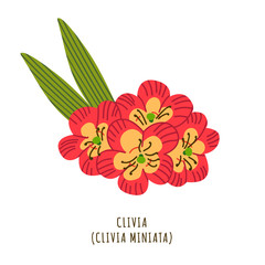 Clivia tropical flower
