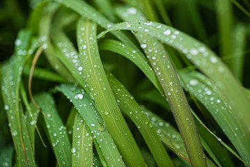 rain drops on the grass
