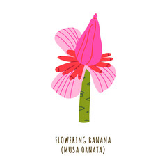 Flowering banana tropical flower