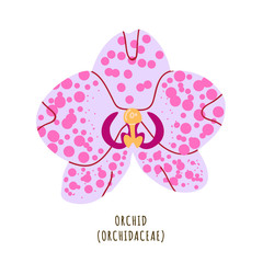 Orchid tropical flower