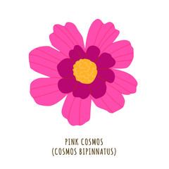 Pink cosmos tropical flower