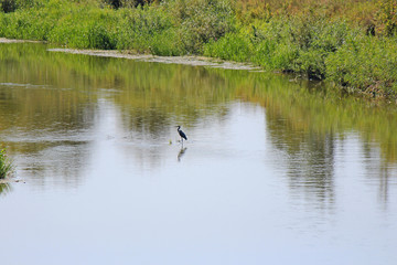 heron