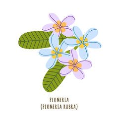 Plumeria tropical flower