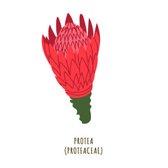 Protea tropical flower