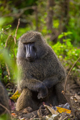 A primate looking at the ground in Nakuru National Park, Kenya