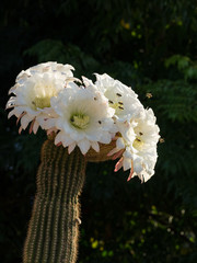 cactus en flor con abejas y polen