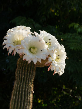 Flor De Cactus" Images  Browse 103 Stock Photos, Vectors, and Video |  Adobe Stock